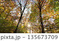 Colorful Sunny Forest During Fall Season 135673709