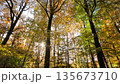 Colorful Sunny Forest During Fall Season 135673710