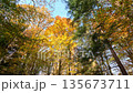 Colorful Sunny Forest During Fall Season 135673711