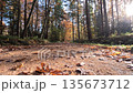Colorful Sunny Forest During Fall Season 135673712