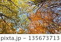 Colorful Sunny Forest During Fall Season 135673713