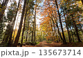 Colorful Sunny Forest During Fall Season 135673714