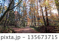 Colorful Sunny Forest During Fall Season 135673715
