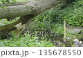 Large fallen tree forms a natural bridge over a ditch with a gentle stream. The trunk looks lightning-struck, lying across the creek in a dense, green forest 135678550