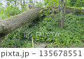 Huge fallen tree spans a ditch with a slow-moving creek below. Lightning-struck trunk lies across the forest stream, surrounded by lush green woodland and quiet shade 135678551
