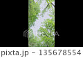 Vertical video view from below of treetops with glimpses of sky. Summer forest and abundant greenery. Tree foliage 135678554