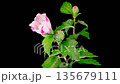 Hibiscus Blossoms. Opening Beautiful Pink Hibiscus Flowers on Black Background. Time Lapse. 4K. 135679111
