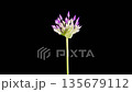 Allium Blossoms. Beautiful Timelapse of Big Violet Allium Christophii Flower Blooming on Black Background. 4K. 135679112