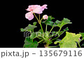 Pink Geranium Pelargonium Blossoms. Beautiful Time Lapse of Opening Pink Geranium Pelargonium Flower on Black Background. 4K. 135679116