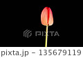 Tulips Blossoms. Beautiful Timelapse of Red Tulip Flower Blooming on Black Background. 4K. 135679119