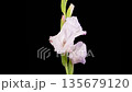 White Gladiolus Blossoms. Beautiful Time lapse of Opening and Withering White Gladiolus Flower on Black Background. 4K. 135679120