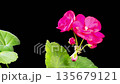 Red Geranium Pelargonium Blossoms. Beautiful Time Lapse of Opening Red Geranium Pelargonium Flower on Black Background. 4K. 135679121