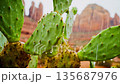 Close-up of green cactus pads with water droplets. Background features red rock formations under a cloudy sky. Natural desert landscape. 135687976