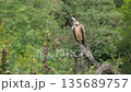 White backed Vulture in Greater Kruger National park, South Africa 135689757