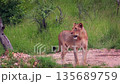 African lion in Greater Kruger National park, South Africa 135689759