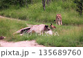 African lion in Greater Kruger National park, South Africa 135689760