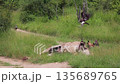 Hooded vulture in Greater Kruger National park, South Africa 135689765