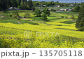 Spring rapeseed flower fields in Azumino City, Nagano Prefecture 135705118