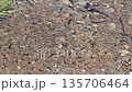 Azumino City, Nagano Prefecture - A flock of wild killifish swimming in a clear stream - A beautiful aquatic ecosystem 135706464