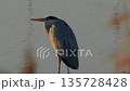 Gray heron illuminated by the setting sun 135728428