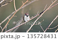 Sparrow 135728431