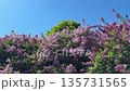 Lilac Syringa in full spring bloom. 135731565