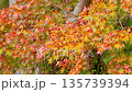 Autumn leaves swaying in soft sunlight, a serene natural background 135739394