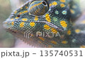 Chameleon colorful scales close up moving eyes 135740531