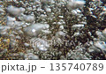 Bubbling in the water 135740789