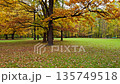Beautiful autumn park landscape with high trees and colorful red, orange leafs, Calm view scene, cloudy day, outdoor, nature, contrast, real time 135749518