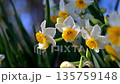Narcissus 135759148