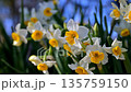 Narcissus 135759150