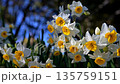 Narcissus 135759151
