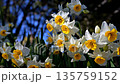 Narcissus 135759152