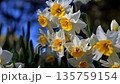 Narcissus 135759154