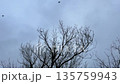 Birds flying over bare trees in overcast sky. 135759943