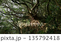 Ako tree in Nishihira Tsubaki Park 135792418