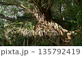 Ako tree in Nishihira Tsubaki Park 135792419