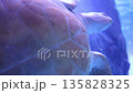 画面いっぱいに映る大きなカメが優雅に泳ぐ水中映像 画面いっぱいに映る大きなカメが優雅に泳ぐ水中映像 135828325