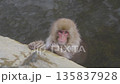 一隻泡在溫泉里的小猴子 135837928