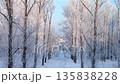 A tranquil winter scene featuring a narrow snow-covered road lined with tall trees heavily coated in white hoarfrost, leading through a silent, frozen park toward a distant village. High quality 4k 135838228