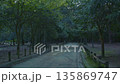 春日大社清晨森林 4K 135869747