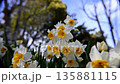 Narcissus flower 135881115