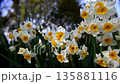 Narcissus flower 135881116
