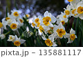 Narcissus flower 135881117