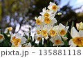Narcissus flower 135881118