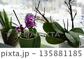 grow orchids at home 135881185
