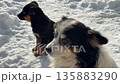 Dog and puppy in the snow. 135883290