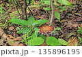 Matheran, Maharashtra, India Close-up of a wild forest mushroom growing among leaves and soil, showcasing natural textures and biodiversity on the forest floor. 135896195