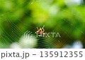 Spider spinning a web, spider web, Araneus genus, Araneus orb spider, Onigumo, sunny, green, late summer, autumn 135912355